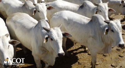 Fim de safra n�o tem pressionado o mercado do boi gordo