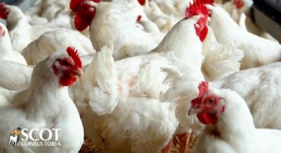 Brasil registra 2� caso de gripe avi�ria em animal de cria��o