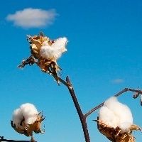 Liquidez do algod�o aumenta e indicador sobe