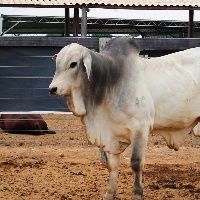 Pre�os da arroba e da carca�a seguem firmes