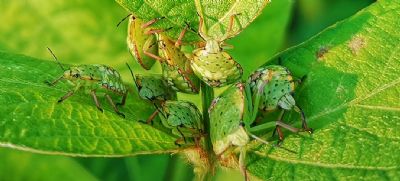 Safra de soja inicia com desafio de controlar o percevejo