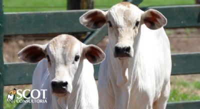 Par�: oferta restrita de animais para reposi��o