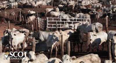 Queda na cota��o da vaca em S�o Paulo