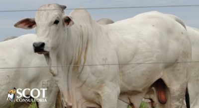 Boi gordo: semana de oferta minguada em S�o Paulo