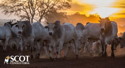 Semana � iniciada com  eleva��o da cota��o do boi gordo, do 