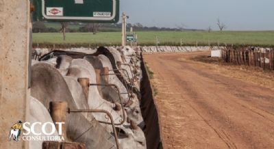 Arroba do boi gordo permaneceu est�vel em S�o Paulo