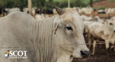 Subiu a cota��o da novilha nas pra�as paulistas