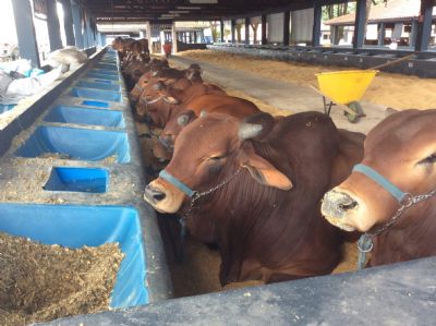 JBS avan�a na gest�o e implementa��o de pr�ticas de bem-estar animal