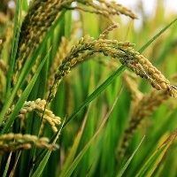 Senar-RS promove evento on-line sobre perspectivas e preparos do arroz