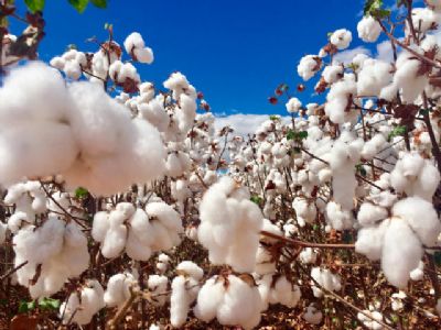 Algod�o/Cepea: Oferta no spot segue limitada