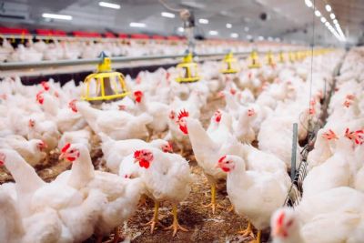 Avicultores de MT renovam seguro contra influenza avi�ria