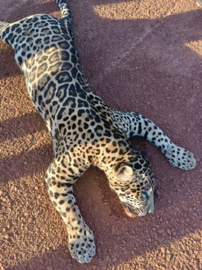 Porto Alegre do Norte registra triste epis�dio com a fauna local