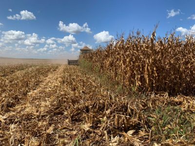 S� venda o milho que precisar, pois deve subir mais