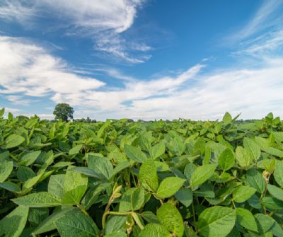 A Revolu��o Verde 2.0: O Avan�o dos Bioinsumos Reconfigura a Depend�ncia de Fertilizantes e Defensivos no Brasil
