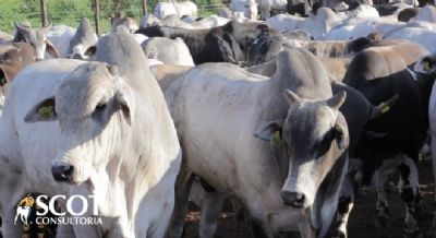 Em S�o Paulo, estabilidade nos pre�os no mercado do boi