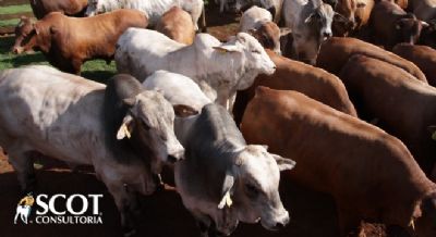 Mercado do boi gordo com poucos neg�cios em S�o Paulo