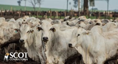 Mercado do boi gordo firme nesta semana