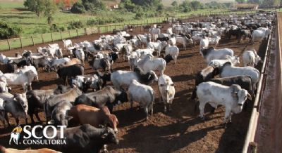 Sobe a cota��o do boi gordo em S�o Paulo