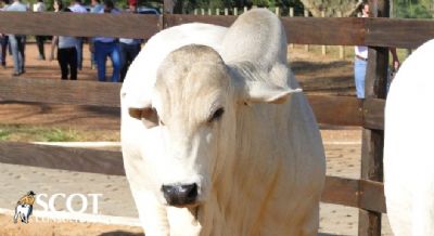 Cota��o da arroba do boi gordo est�vel em S�o Paulo