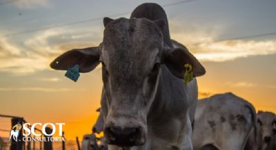 Demanda interna fraca e aumento da oferta de bovinos para abate