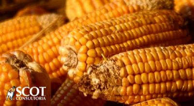 Pre�os do milho andando de lado no mercado brasileiro