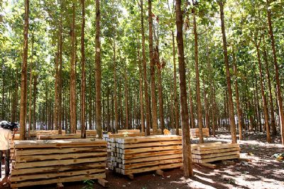 Conselho aprova inclus�o da teca como produto de madeira para incentivos fiscais em MT
