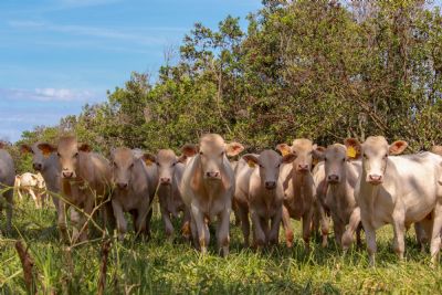 Combina��o de esp�cies forrageiras � uma excelente fonte de nutri��o para a pecu�ria do semi�rido pernambucano