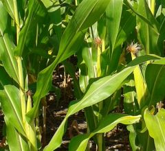 MT: Estiagem preocupa agricultores em safrinha do milho