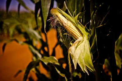 Com alta demanda mundial pelo milho, MT dobra volume exportado em 2019