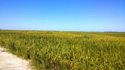 Mato Grosso alcan�a maior produtividade e produz mais de 400 mil toneladas de arroz
