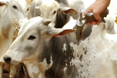 Indea lan�a etapa de vacina��o contra febre aftosa em Mato Grosso