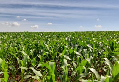 Mato Grosso do Sul deve produzir 11,4 milh�es de toneladas de milho na segunda safra, estima Aprosoja/MS