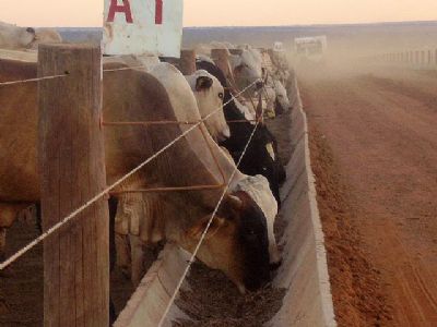 Quantidade de gado em confinamento em Mato Grosso diminui