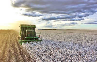 Cota��es do algod�o seguem firmes