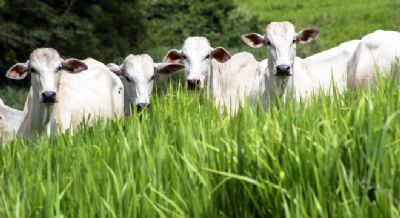 Aumento do investimento melhora a receita do produtor rural