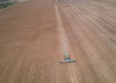 Cultivo do gergelim no Brasil cresce 230% em um ano