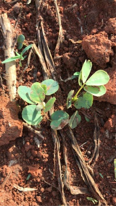 Soja: Mercado em Chicago se mant�m est�vel � espera dos novos n�meros do USDA nesta 6�