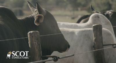 Mercado do boi gordo est�vel em S�o Paulo