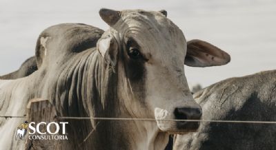 Pecu�ria: Envios de carne � China voltam a se intensificar