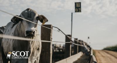 A cota��o da arroba do boi gordo continua subindo em S�o Paulo