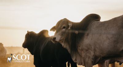 Mercado est�vel nas pra�as paulistas