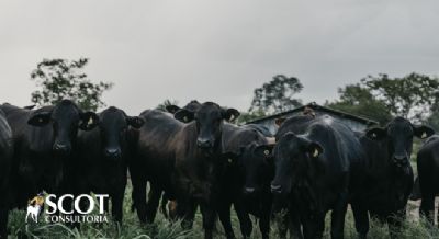 Alta no pre�o da novilha em S�o Paulo