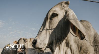 Feriado: mercado do boi est�vel em S�o Paulo