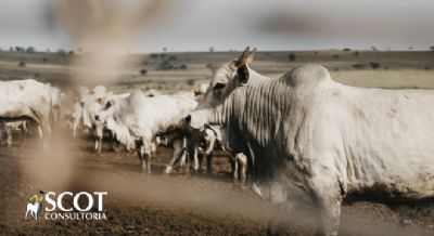 Sobe a cota��o do 