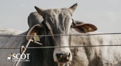 Sobe a cota��o da vaca gorda em S�o Paulo