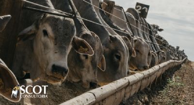 Cota��es do boi gordo est�veis em S�o Paulo