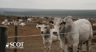 Pre�os dos bovinos para abate n�o sofrem altera��o em S�o Paulo