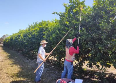 Gra�as � pesquisa, Mato Grosso ter� lim�o tahiti resistente � gomose