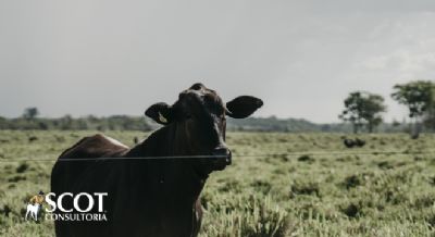 Queda na cota��o da novilha nas pra�as paulistas