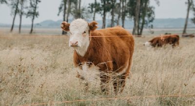 Manejo sanit�rio para fevereiro